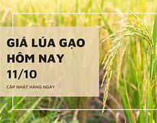 Giá Lúa Tươi Hôm Nay 5451