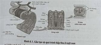 Mao Mạch Bạch Huyết Khác Mao Mạch Máu Ở Các Điểm Sau Ngoại Trừ